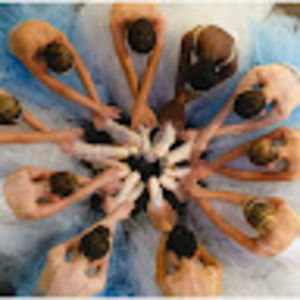 Meet your Posher, Adelaide